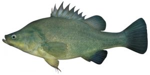 Golden Perch Golden Perch