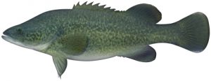 Murray Cod Murray Cod